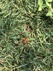 Megarhyssa praecellens