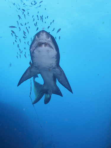 Sand Tiger Shark, photo 7 of 9