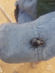 Gyriosomus maculatus