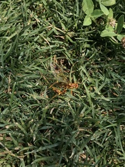 Megarhyssa praecellens