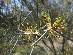 Hakea preissii