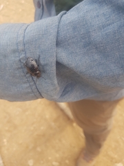 Gyriosomus maculatus
