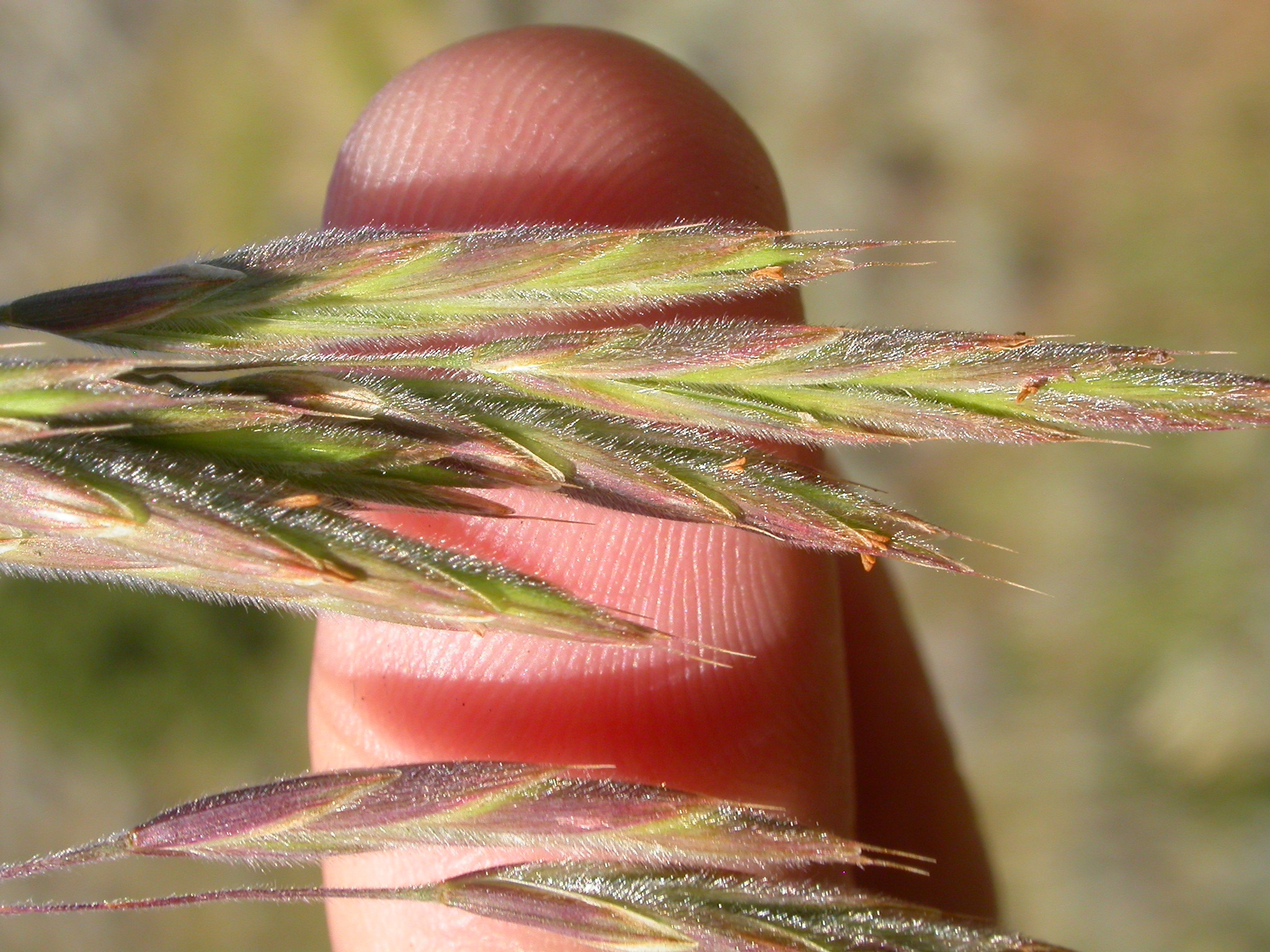 Bromus anomalus
