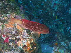 Notolabrus gymnogenis