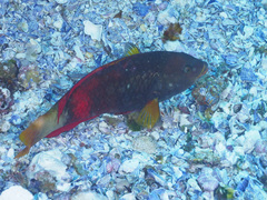 Notolabrus gymnogenis