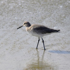 Tringa semipalmata