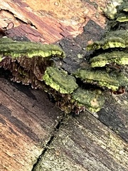 Trichaptum abietinum