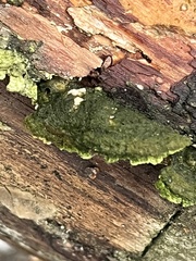 Trichaptum abietinum