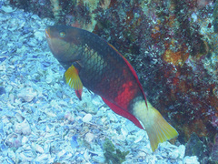 Notolabrus gymnogenis