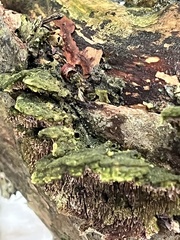 Trichaptum abietinum