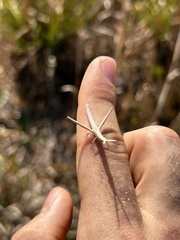 Achurum carinatum