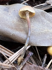 Xeromphalina cauticinalis pubescentipes