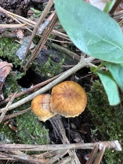 Xeromphalina cauticinalis pubescentipes