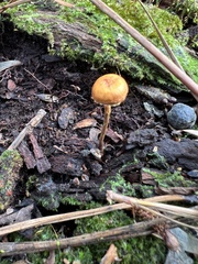 Xeromphalina cauticinalis pubescentipes