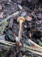 Xeromphalina cauticinalis pubescentipes