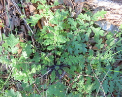 Phacelia congesta