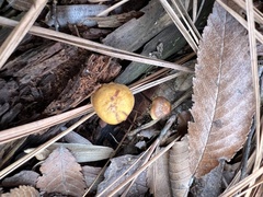 Xeromphalina cauticinalis pubescentipes