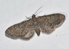 Eupithecia alliaria
