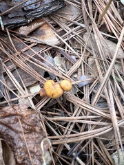 Xeromphalina cauticinalis pubescentipes