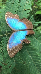 Morpho helenor montezuma