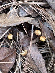 Xeromphalina cauticinalis pubescentipes