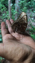 Morpho helenor montezuma