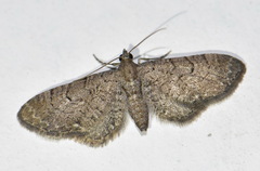 Eupithecia alliaria