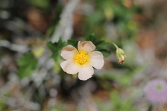 Modiolastrum malvifolium