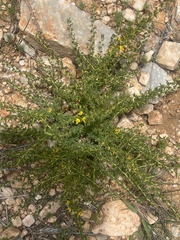 Crotalaria eremicola