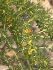Crotalaria eremicola