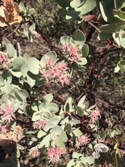 Arctostaphylos auriculata