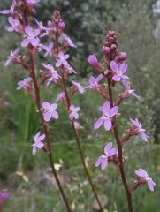 Stylidium montanum