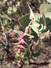 Arctostaphylos auriculata