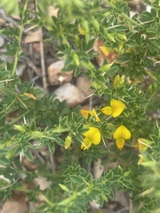 Crotalaria eremicola