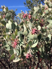 Arctostaphylos auriculata