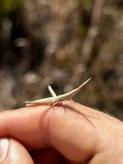 Achurum carinatum