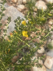Crotalaria eremicola