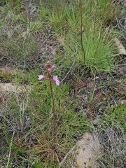 Stylidium montanum