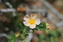 Modiolastrum malvifolium