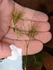 Batrachium