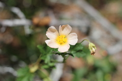 Modiolastrum malvifolium