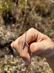 Achurum carinatum