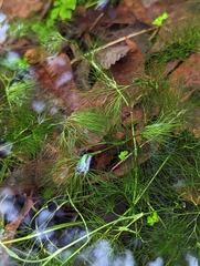 Batrachium