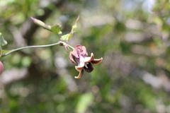 Araujia megapotamica