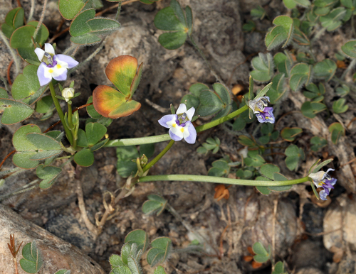iNaturalist observation photo of Doublehorn Calicoflower