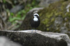 Cinclus leucocephalus