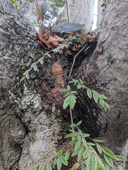Cotoneaster salicifolius