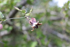 Araujia megapotamica