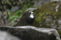 Cinclus leucocephalus