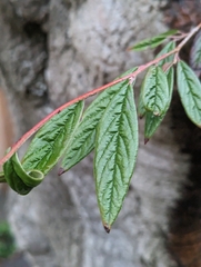 Cotoneaster salicifolius